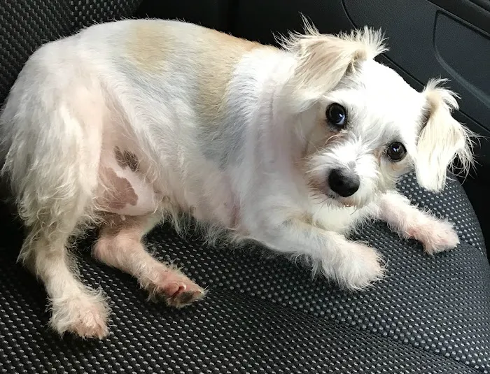 Malabar Veterinary Clinic 7