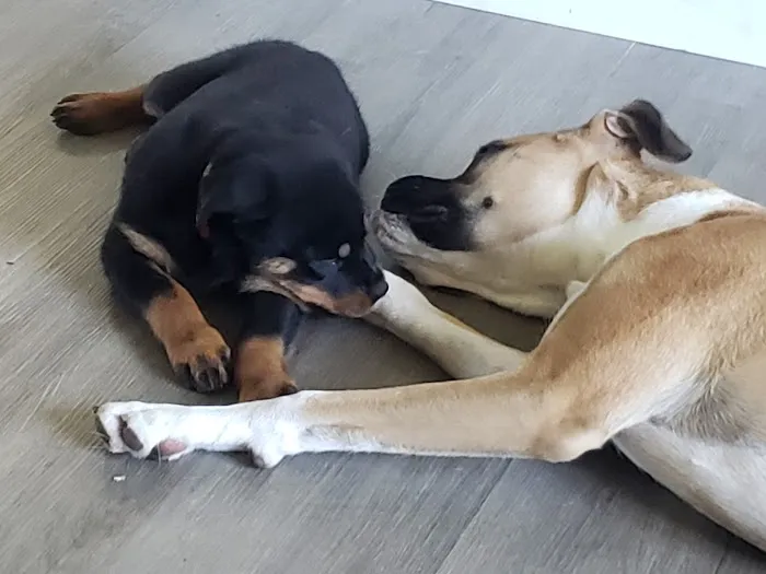 Animal Hospital of Palm Bay 5