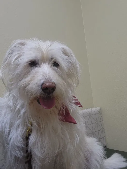Animal Hospital of Palm Bay 3