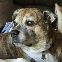 Oakview Animal Hospital ico