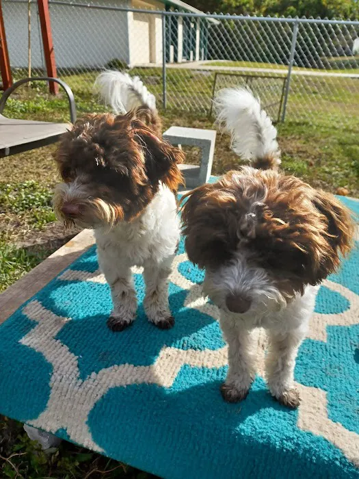 Oakview Animal Hospital 10