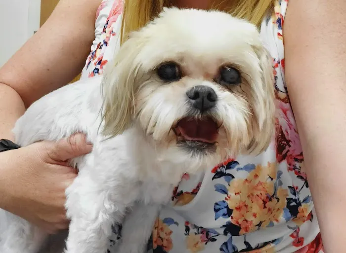VCA Village Animal Hospital 12