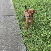 Vetco Total Care Animal Hospital ico
