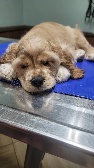 Animal Medical Clinic 2