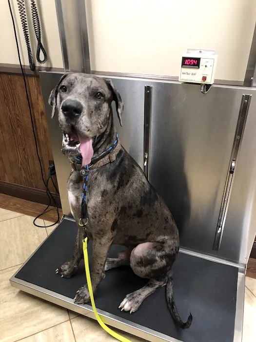 Animal Medical Clinic 8