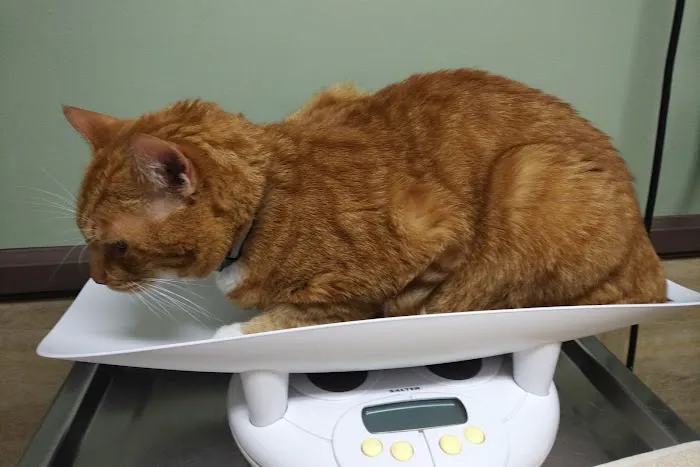 Animal Medical Clinic 6