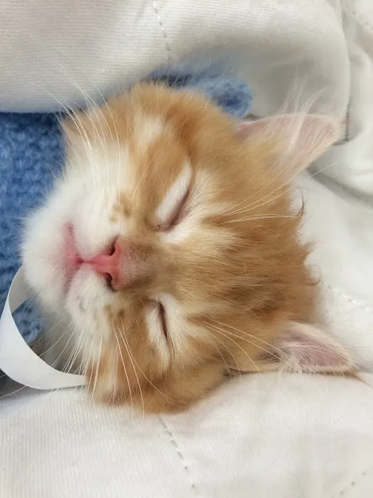 Brevard Spay/Neuter Clinic 12