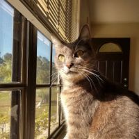 Brevard Spay/Neuter Clinic ico