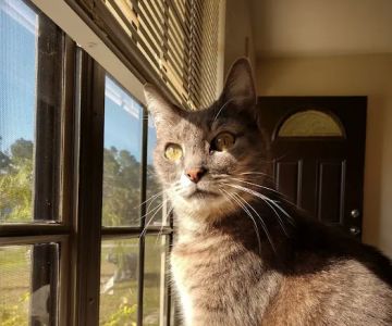 Brevard Spay/Neuter Clinic
