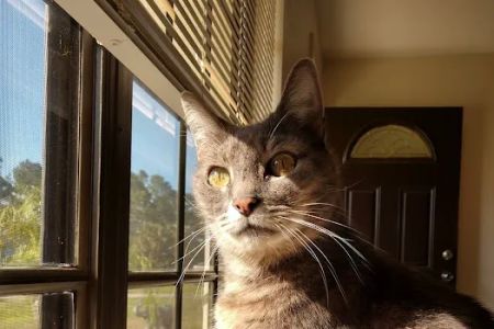Brevard Spay/Neuter Clinic
