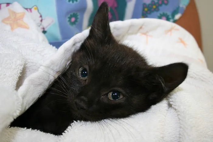Brevard Spay/Neuter Clinic 12
