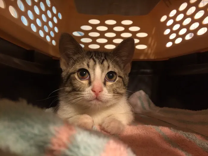Brevard Spay/Neuter Clinic 12