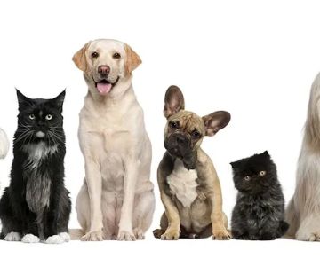 Palm Bay Animal Clinic