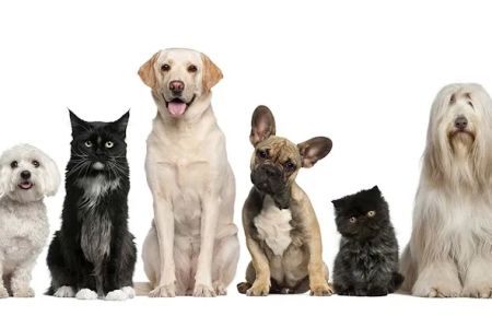 Palm Bay Animal Clinic
