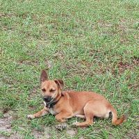 Spay & Neuter Center ico