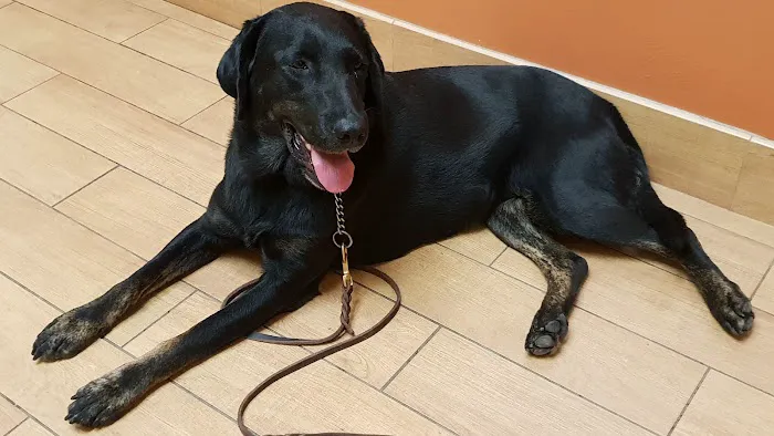 Dogwood Animal Clinic 3