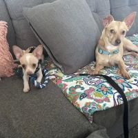 New Hope Pet Hospital ico