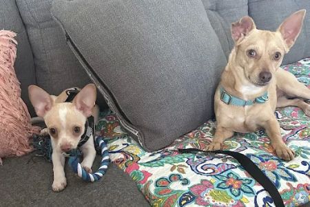 New Hope Pet Hospital