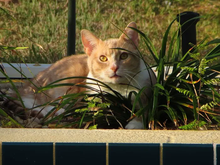 New Hope Pet Hospital 4