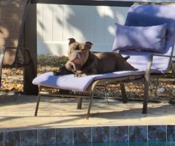 Banfield Pet Hospital