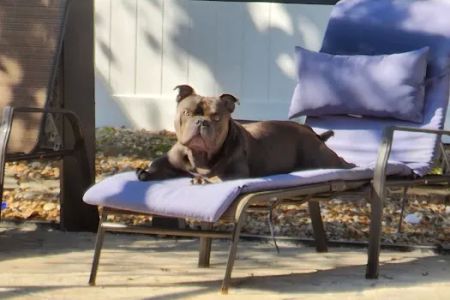 Banfield Pet Hospital