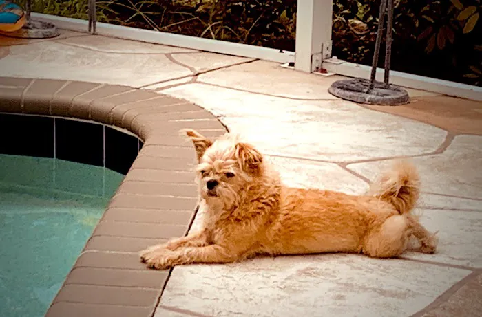 Banfield Pet Hospital 4