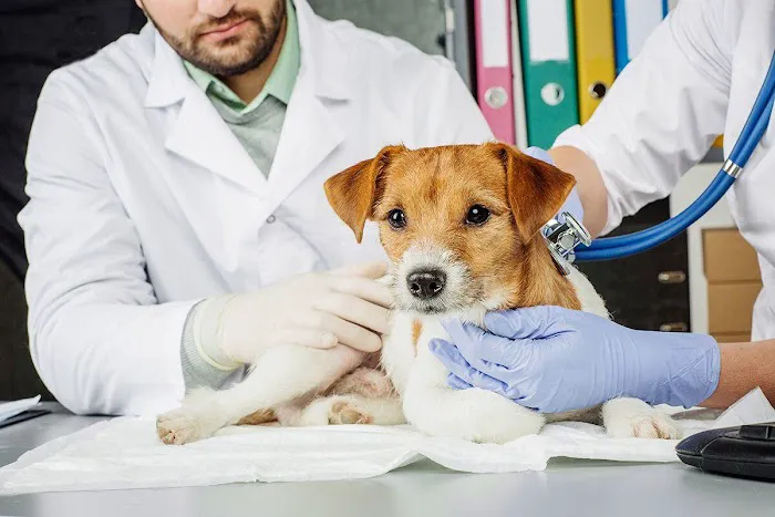 Veterinary Emergency Clinic 12