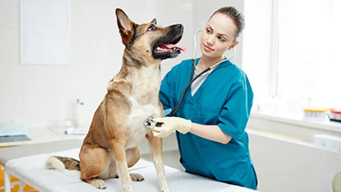 Veterinary Emergency Clinic 12