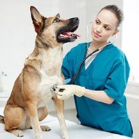 Veterinary Emergency Clinic ico