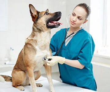Veterinary Emergency Clinic
