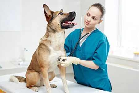 Veterinary Emergency Clinic