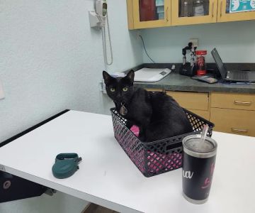 Collingswood Animal Hospital