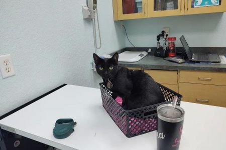 Collingswood Animal Hospital