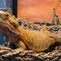 Queen City Animal Hospital ico
