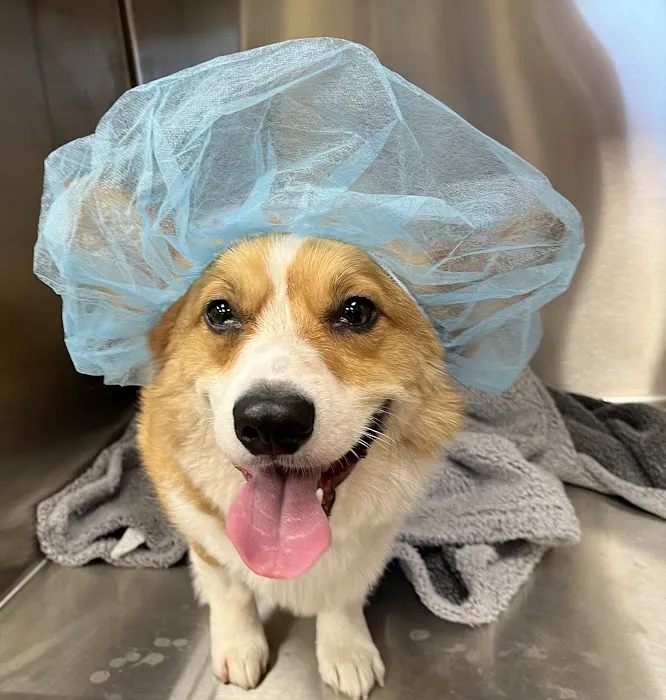 East Side Animal Hospital 5