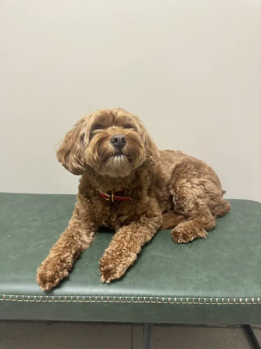 East Side Animal Hospital 2