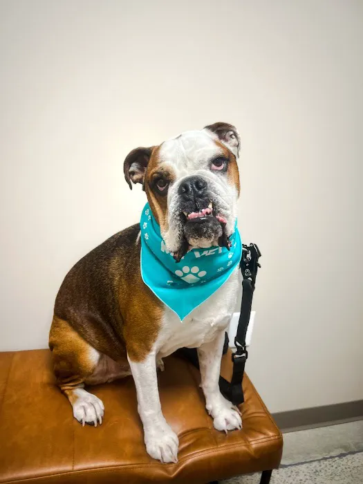 East Side Animal Hospital 3