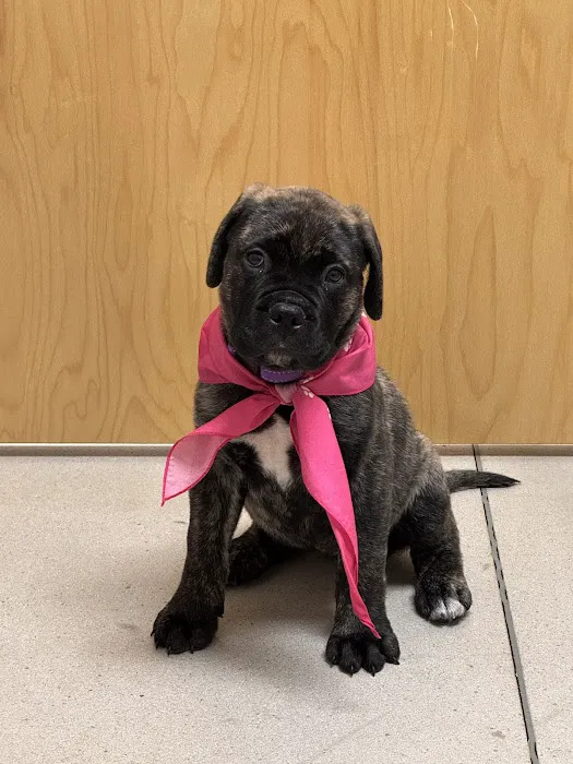 East Side Animal Hospital 9