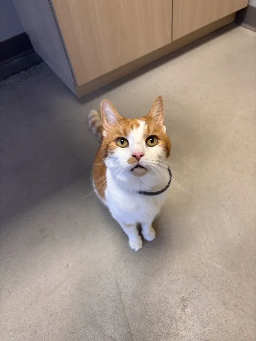 East Side Animal Hospital 8