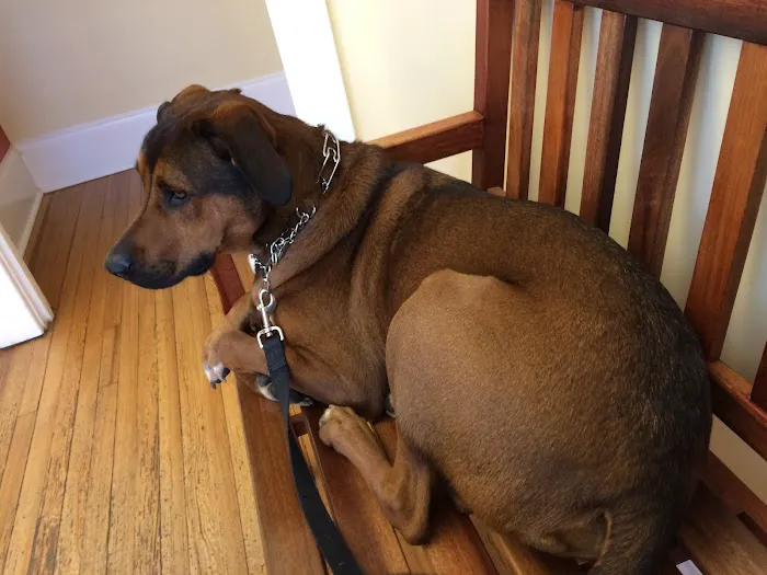 Dilworth Animal Hospital 8