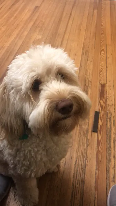 Dilworth Animal Hospital 6