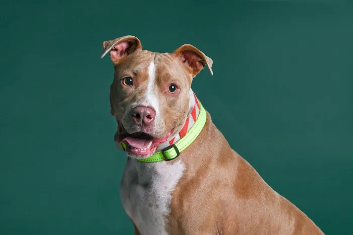 CityVet | Charlotte Uptown 1