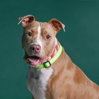 CityVet | Charlotte Uptown ico