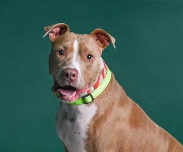 CityVet | Charlotte Uptown