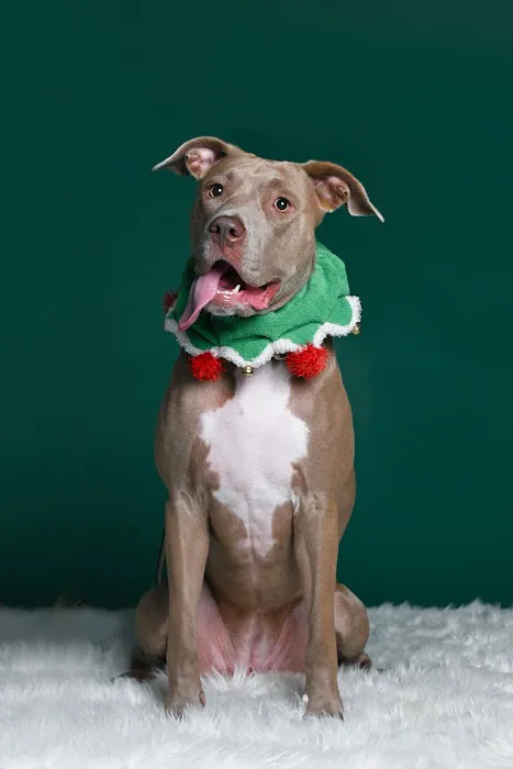 CityVet | Charlotte Uptown 5