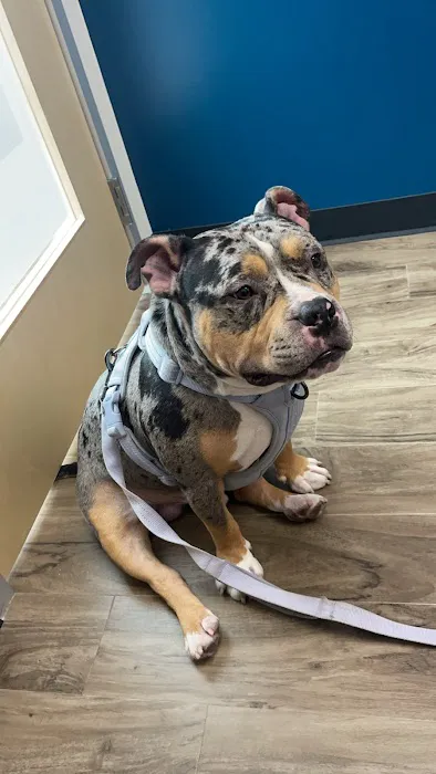 CityVet | Charlotte Uptown 4