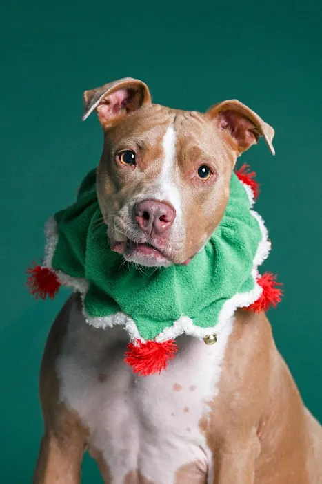 CityVet | Charlotte Uptown 6
