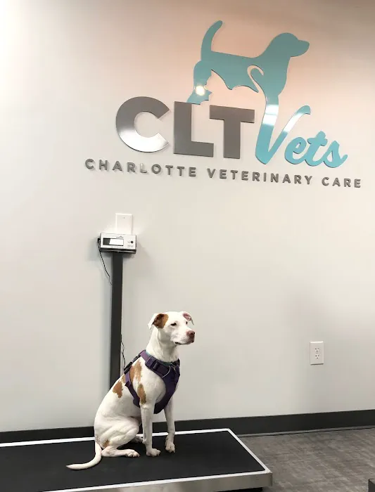 CLT Vets 5