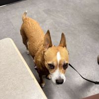 Partners Animal Hospital NoDa ico