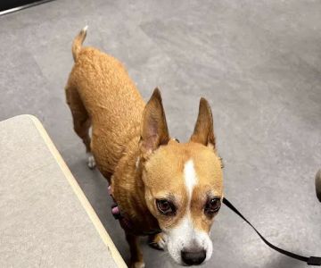 Partners Animal Hospital NoDa